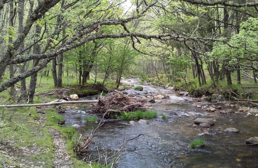Lee más sobre el artículo Visita Guiada. Paseo por el Río Jarama