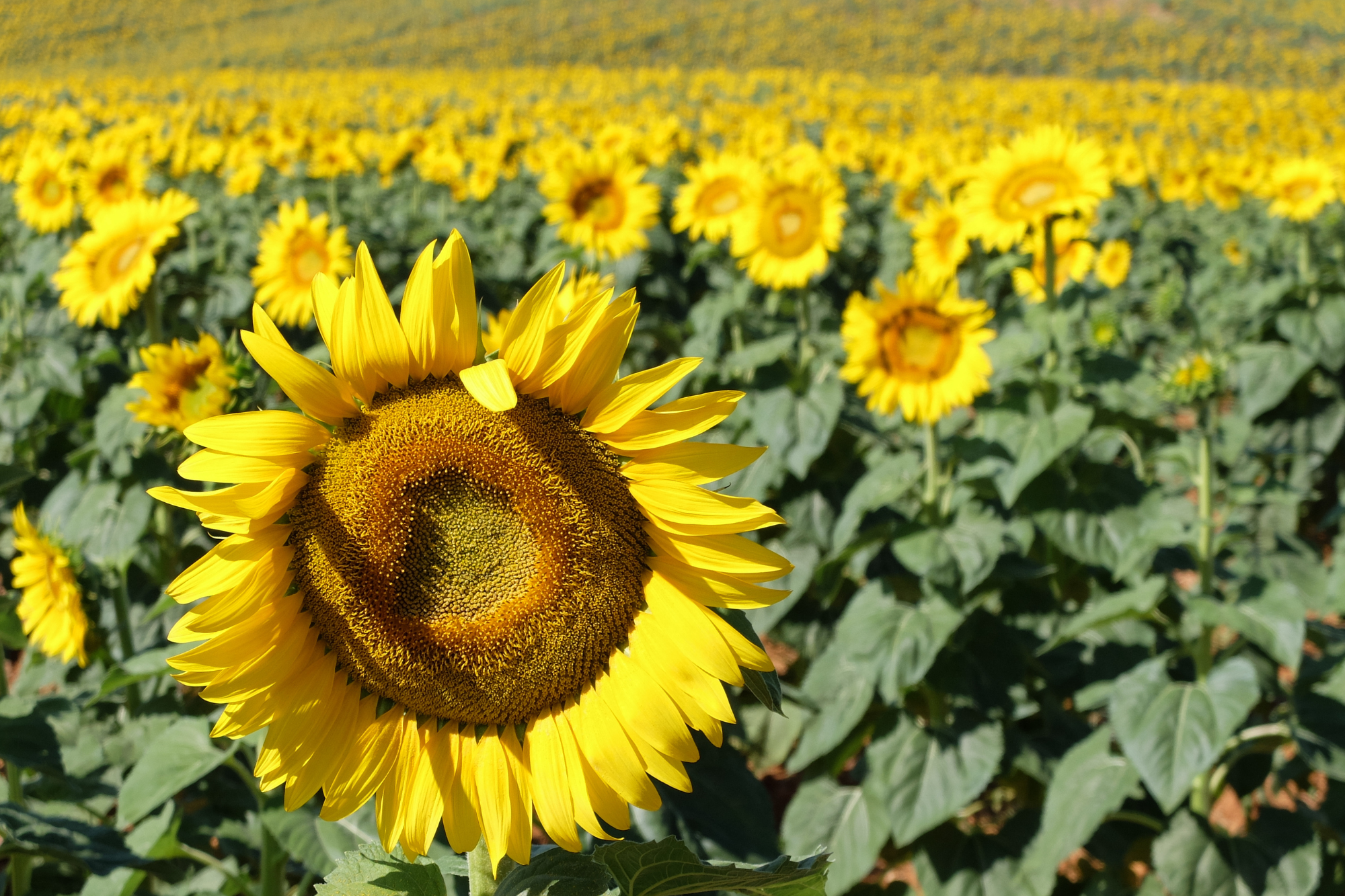 En este momento estás viendo Actividades gratuitas en agosto en nuestro entorno